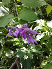 Salvia purpurea