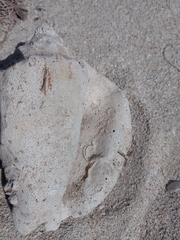 Macrostrombus costatus