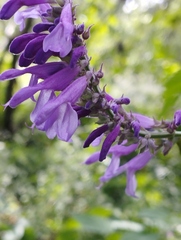 Salvia purpurea