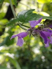 Salvia purpurea
