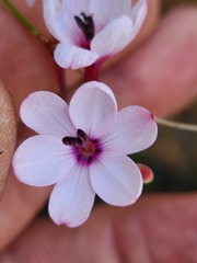 Ixia fucata