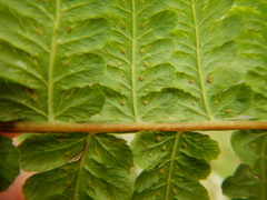 Deparia boryana