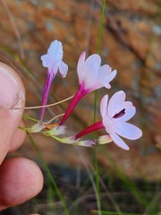 Ixia fucata