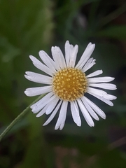 Erigeron karvinskianus
