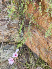 Ixia fucata
