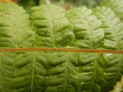 Deparia boryana
