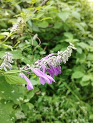 Salvia purpurea