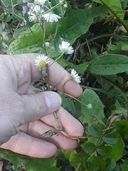 Erigeron karvinskianus