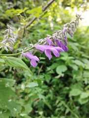 Salvia purpurea