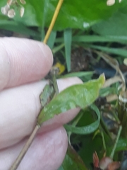 Erigeron karvinskianus