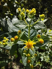 Verbesina sphaerocephala