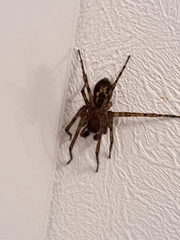 Amaurobius