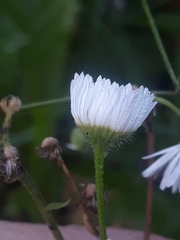 Erigeron karvinskianus
