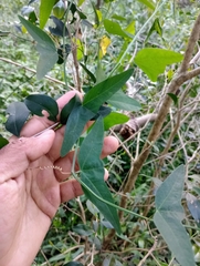 Passiflora misera