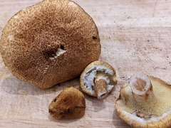 Suillus cavipes