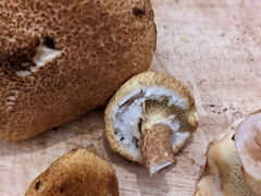 Suillus cavipes