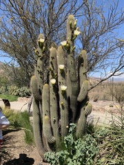 Trichocereus chiloensis