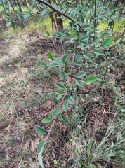 Cotoneaster pannosus