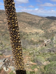 Xanthorrhoea quadrangulata