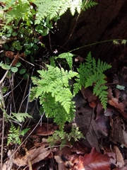 Myriopteris myriophylla