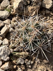 Coryphantha robustispina scheeri