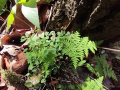 Myriopteris myriophylla