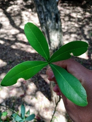 Daphnopsis racemosa