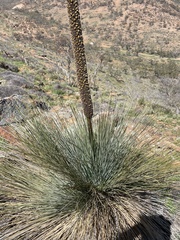 Xanthorrhoea quadrangulata