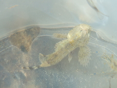 Scorpaena porcus
