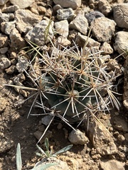 Coryphantha robustispina scheeri