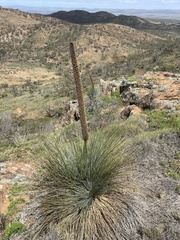 Xanthorrhoea quadrangulata