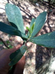 Daphnopsis racemosa