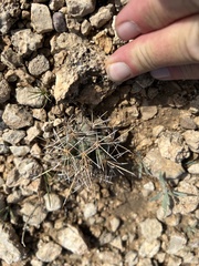 Coryphantha robustispina scheeri