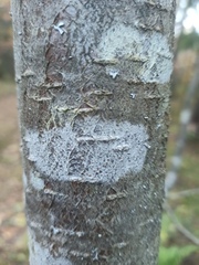 Lecanora carpinea