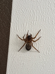 Amaurobius