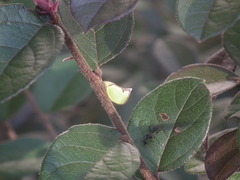 Salurnis marginella