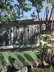 Sinosenecio oldhamianus