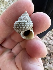 Cenchritis muricatus