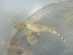 Scorpaena porcus