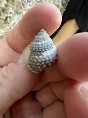 Cenchritis muricatus