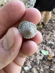 Cenchritis muricatus