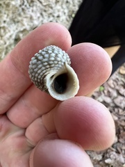 Cenchritis muricatus