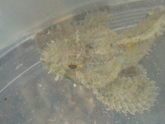 Scorpaena porcus