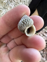 Cenchritis muricatus