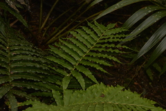 Blechnum howeanum