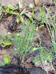 Tagetes filifolia