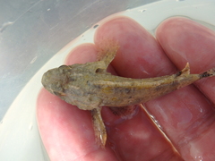 Scorpaena porcus