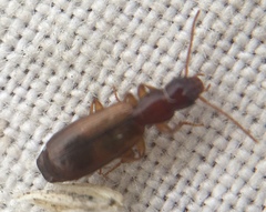 Paradromius linearis