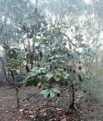 Banksia robur