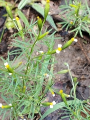 Tagetes filifolia